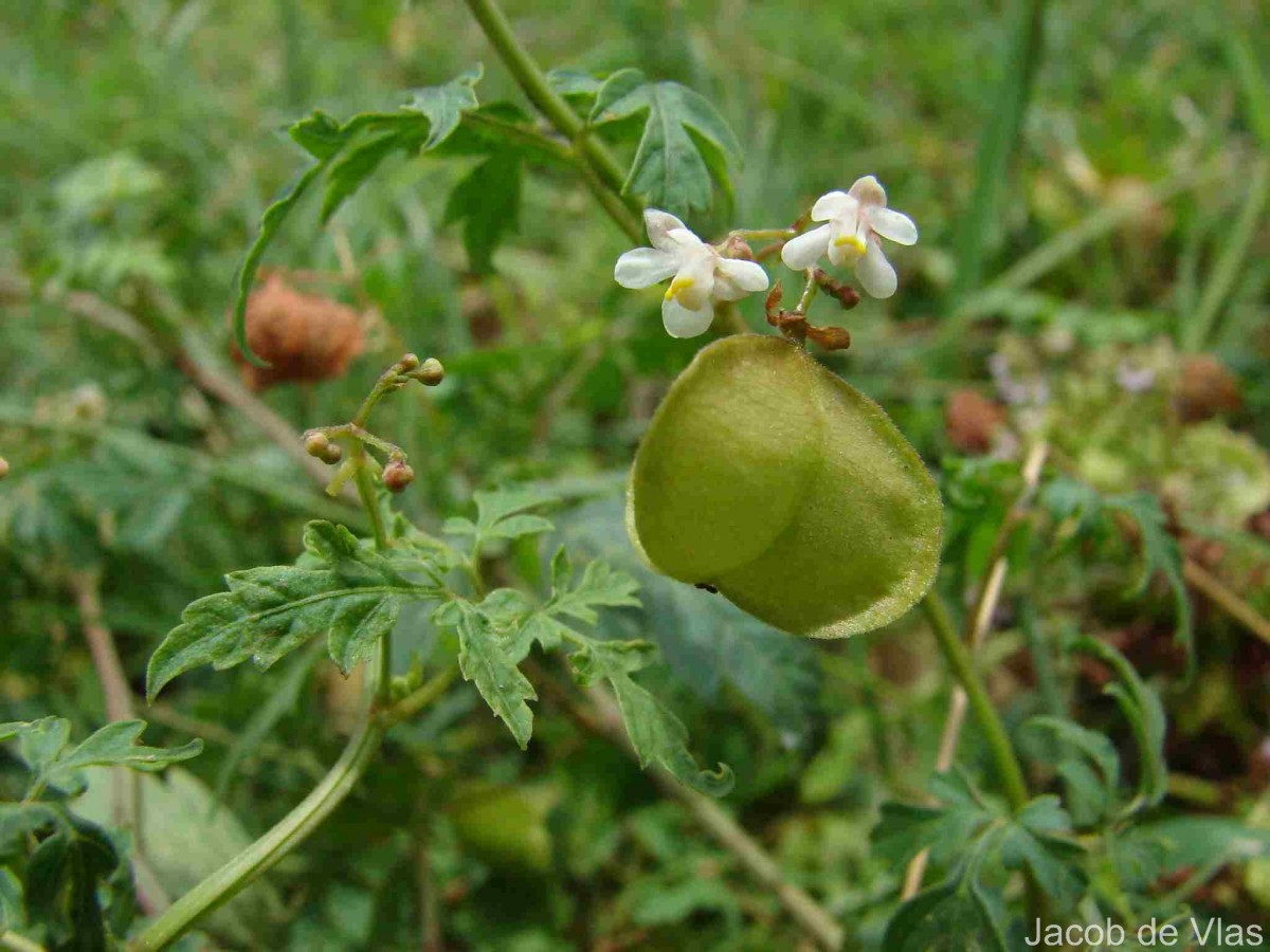 Cardiospermum halicacabum L.